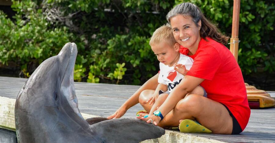 Florida Keys: Dockside Dolphin Experience - Key points to know before booking