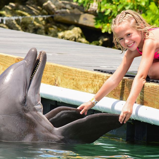 Florida Keys: Dockside Dolphin Experience - Feeding, playing, and touching from the training dock