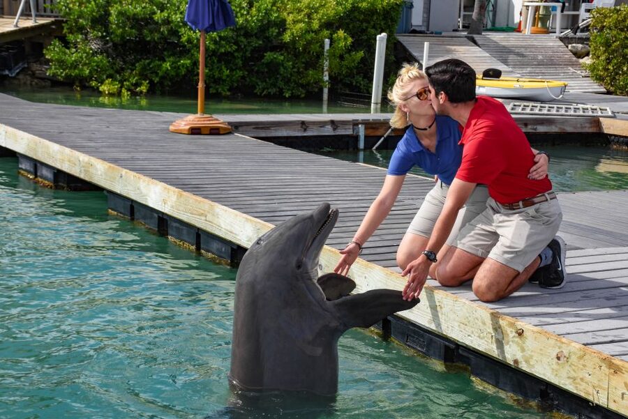 Florida Keys: Dockside Dolphin Experience - Why the included photographer adds real value