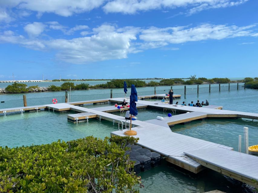 Florida Keys: Dockside Dolphin Experience - A short schedule with one timing question