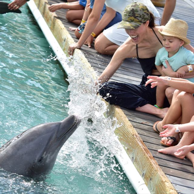 Florida Keys: Dockside Dolphin Experience - Welfare, conservation, and the limits of a managed encounter