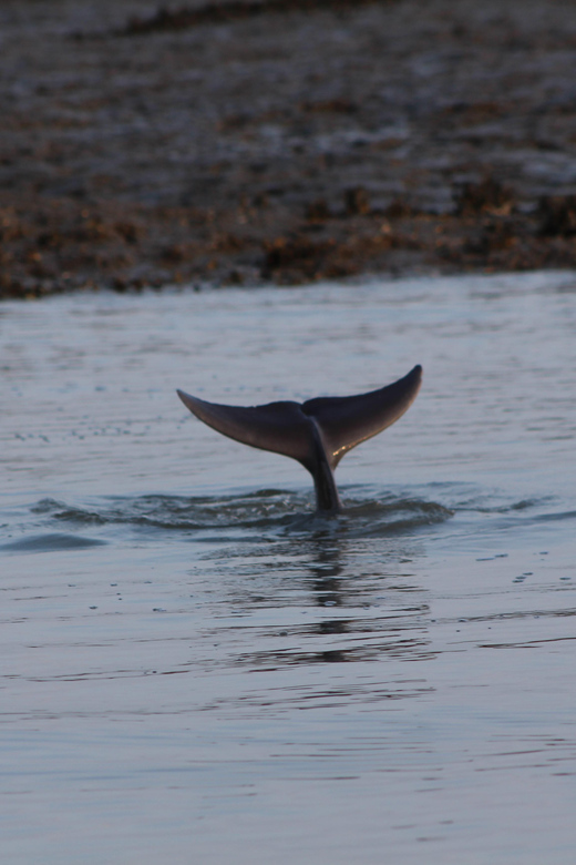 Folly Beach Dolphin Viewing Boat Excursion - Five details that shape the experience