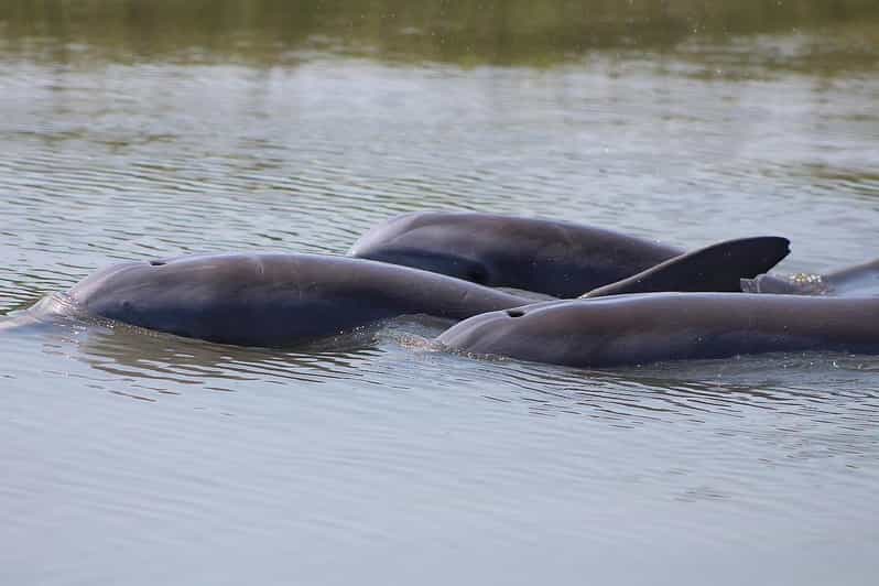 Folly Beach Dolphin Viewing Boat Excursion - Comfort, rules, and practical limits