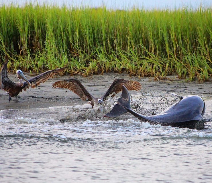 Folly Beach Dolphin Viewing Boat Excursion - Who will enjoy this Folly Beach boat ride?