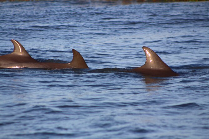 Folly Beach Dolphin Viewing Boat Excursion and Estuary Tour - What makes this Folly Beach boat trip special