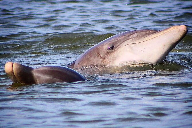 Folly Beach Dolphin Viewing Boat Excursion and Estuary Tour - Sunset trips add another layer