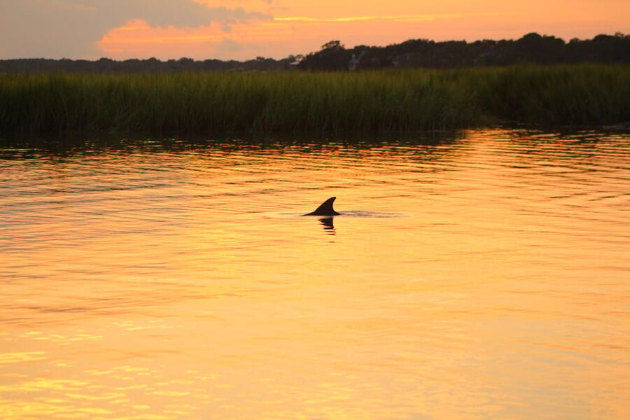 Folly Beach Dolphin Viewing Boat Excursion - Searching the creeks for bottlenose dolphins