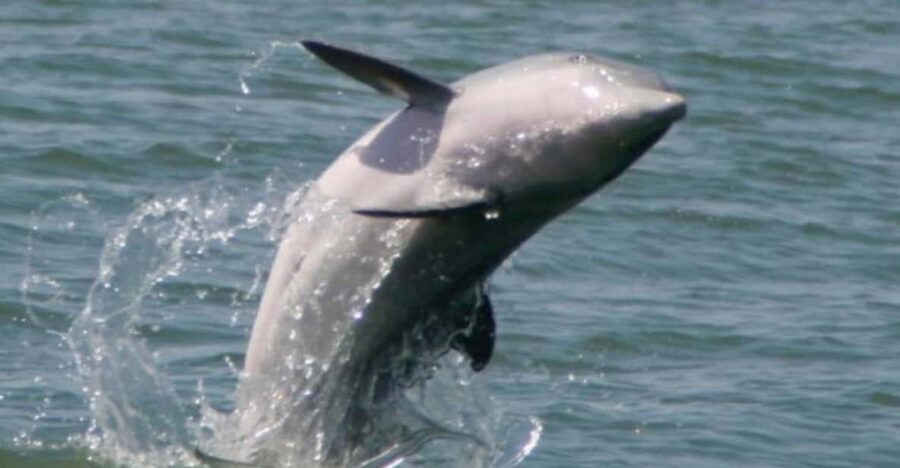 Folly Beach: Morning Dolphin Boat Trip to Morris Island - Who will enjoy this trip most?