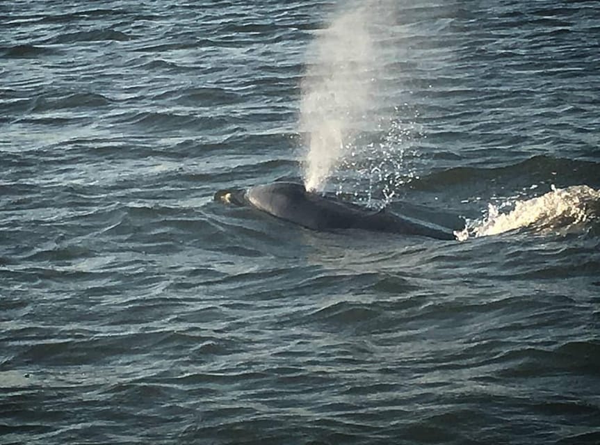 Folly Beach: Morning Dolphin Boat Trip to Morris Island - Weather, comfort, and practical planning