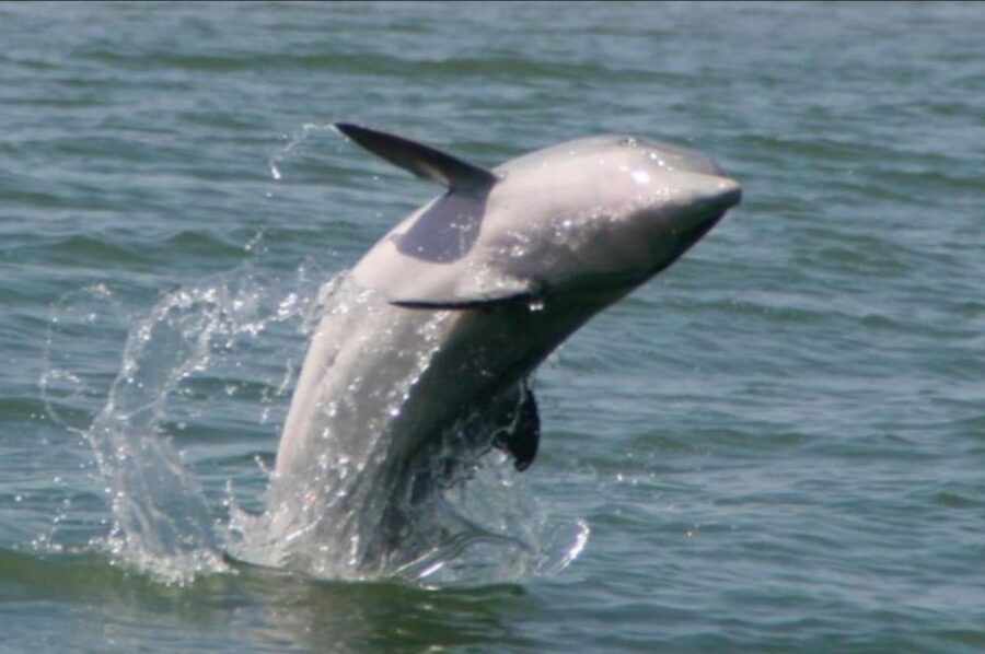 Folly Beach: Sunset Dolphin Boat Tour to Morris Island - Strand feeding from July through September