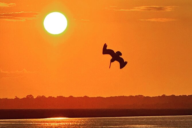 Folly River Dolphin Adventure (options for private or public) - Key points to know before you book