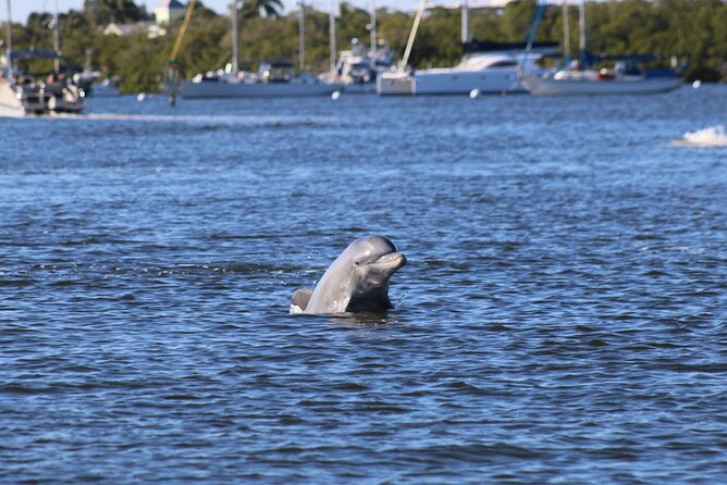 Fort Myers Beach Dolphin & Sightseeing Tour Refreshments Included - Key points at a glance