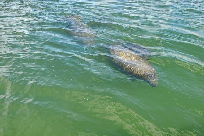 Fort Myers Beach Dolphin & Sightseeing Tour Refreshments Included - Leaving from 445 Harbor Court