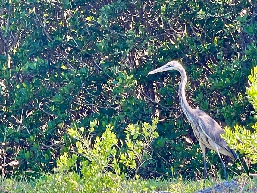 Fort Pierce: 4-hr Mangroves & Dolphin Watch Sandbar in FL - Key points to know before booking
