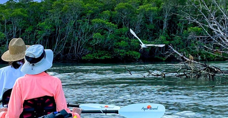 Fort Pierce: 4-hr Mangroves & Dolphin Watch Sandbar in FL - How much value you get for $89