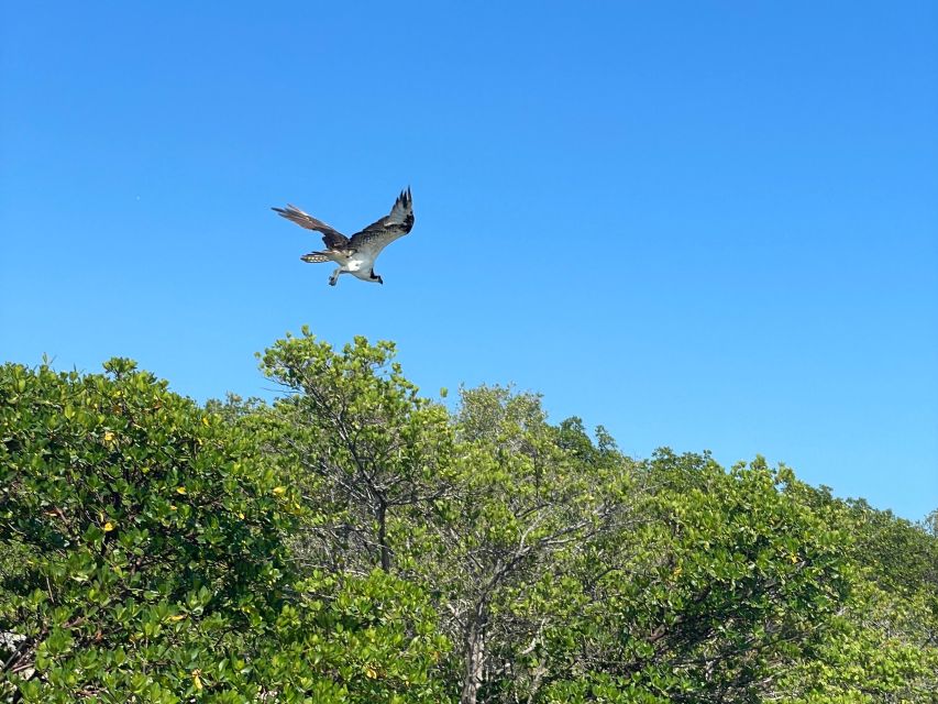 Fort Pierce: 4-hr Mangroves & Dolphin Watch Sandbar in FL - Who should book this Fort Pierce kayak tour