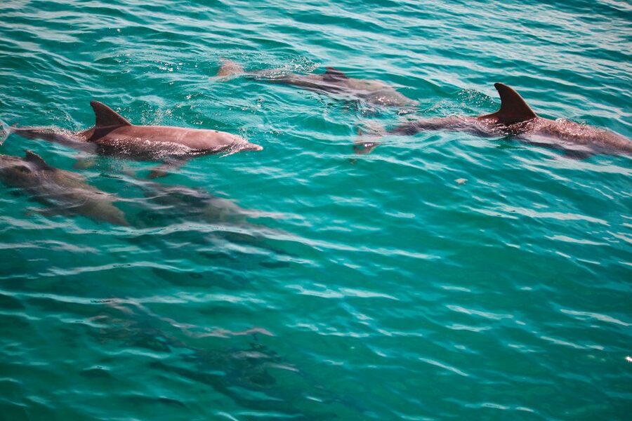 Fort Walton Beach: Morning Dolphin Cruise with Snorkel Stop - What the Catamaran Ride Feels Like