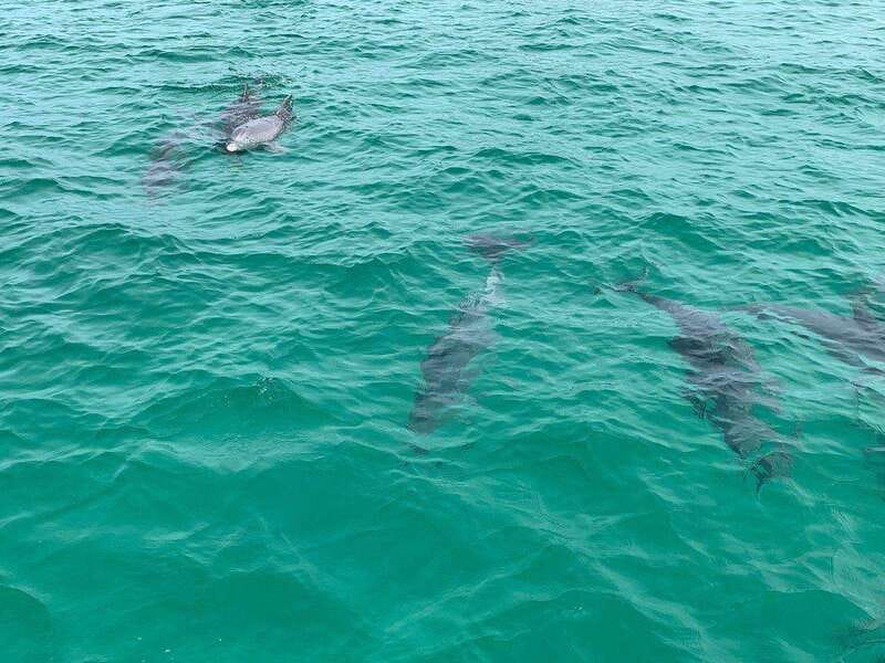 Fort Walton: Dolphin Discovery and Snorkeling Cruise - What the Crew Adds to the Three-Hour Trip