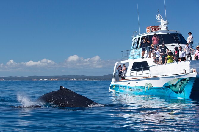 Fraser Island & Dolphin Sailing Adventure - What the crew does well