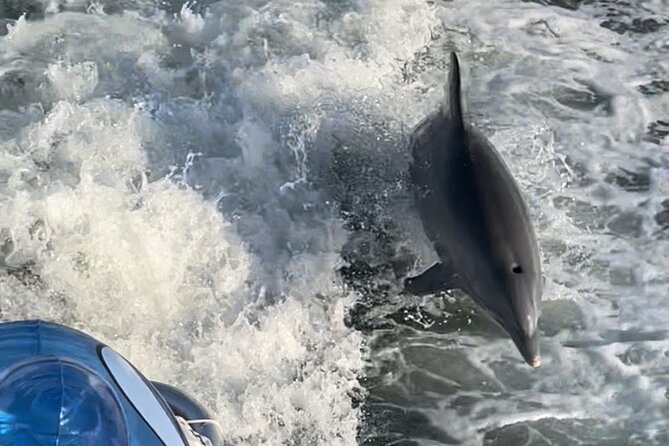 Frisky Mermaid Dolphin + Scenic Bay Sightseeing Tour - Setting out from Gulf Breeze
