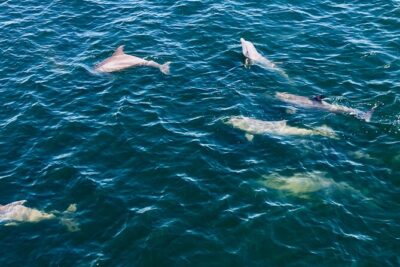 Frisky Mermaid Dolphin + Scenic Bay Sightseeing Tour