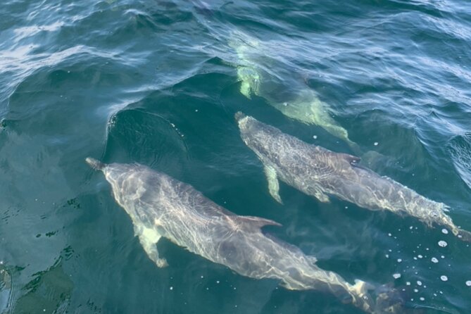 Frisky Mermaid Dolphin + Scenic Bay Sightseeing Tour - Sunrise, daytime, and sunset choices