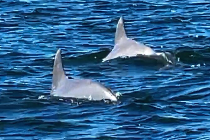 Frisky Mermaid Dolphin + Scenic Bay Sightseeing Tour - What the $385 price really means