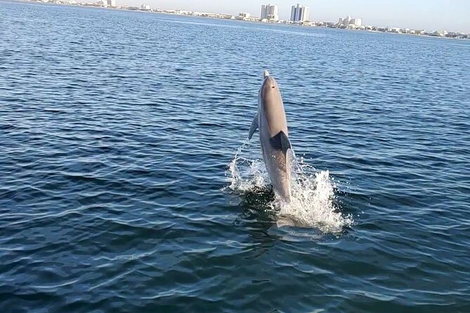 Frisky Mermaid Dolphin + Scenic Bay Sightseeing Tour - Who will enjoy this trip most