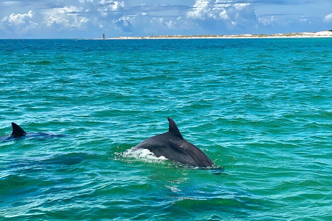 Frisky Mermaid Dolphin Tour + Secluded Beach + Equip - What the Frisky Mermaid Tour Is Really Like