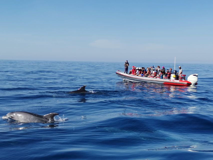 From Albufeira: Benagil Caves and Dolphins Guided Boat Tour - Five things to know before you go