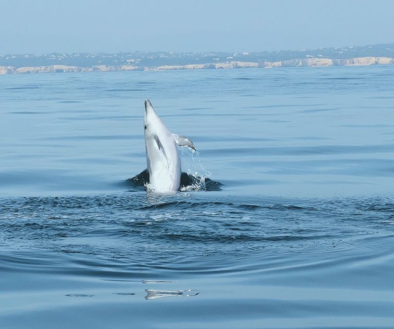 From Albufeira: Benagil Caves and Dolphins Guided Boat Tour - Guides who turn a boat ride into a good outing