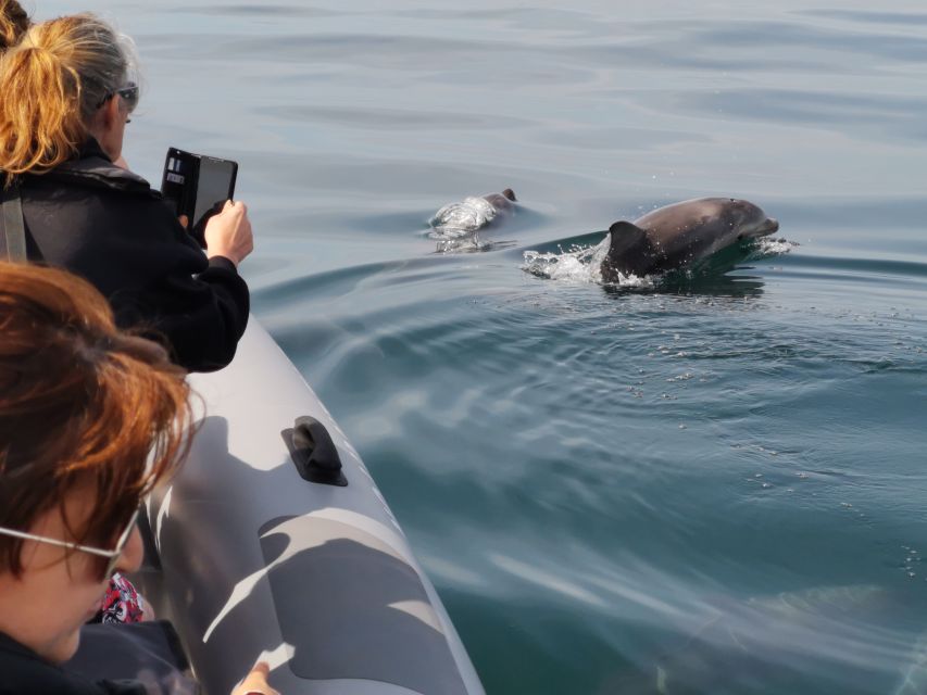 From Albufeira: Benagil Caves and Dolphins Guided Boat Tour - Comfort, motion, and what to pack