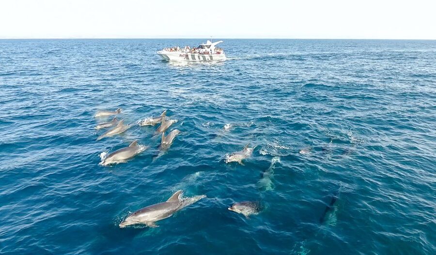 From Albufeira: Dolphins and Caves 2.5-Hour Boat Trip - FAQ