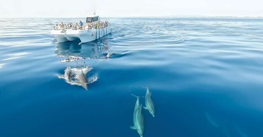 From Albufeira: Dolphins and Caves 2.5-Hour Boat Trip - Watching dolphins in their own environment