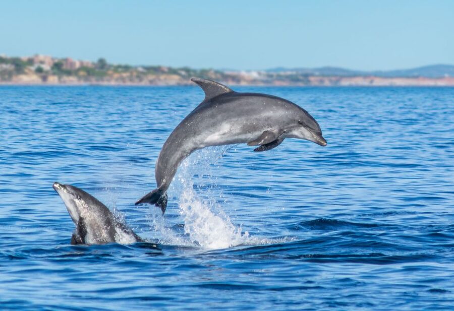 From Albufeira: Dolphins and Caves 2.5-Hour Boat Trip - What the boat is really like for comfort