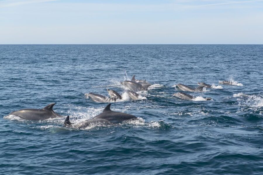 From Albufeira: Dolphins and Caves 2.5-Hour Boat Trip - Who should book this Albufeira boat trip?