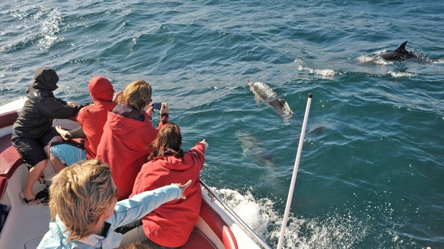 From Albufeira: Dolphins and Caves 2.5-Hour Boat Trip - The ride out to the dolphin search area