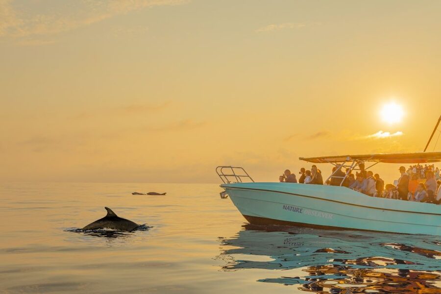 From Alcudia: Sunrise Dolphin Watching Boat Tour - Five things to know before you book