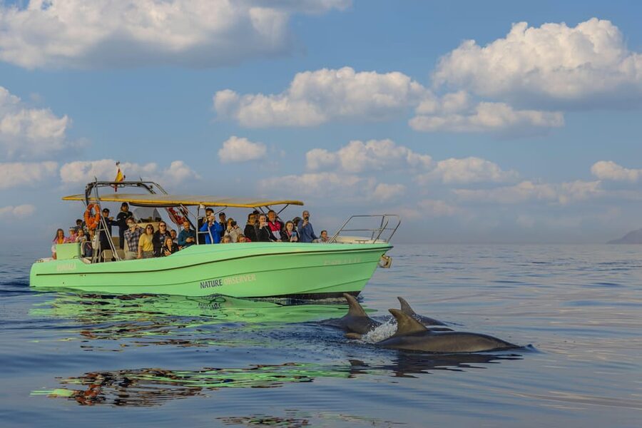From Alcudia: Sunrise Dolphin Watching Boat Tour - Leaving Alcúdia before the day begins