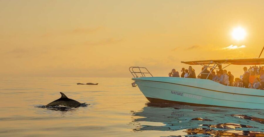 From Alcudia: Sunrise Dolphin Watching Boat Tour - Sunrise over Alcúdia Bay