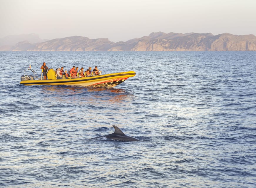 From Alcudia: Sunrise Dolphin Watching Boat Tour - Searching for dolphins in the open sea