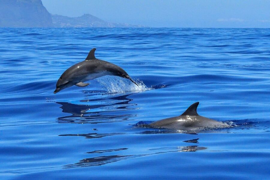 From Alcudia: Sunrise Dolphin Watching Boat Tour - Port d’Alcúdia and the safety briefing
