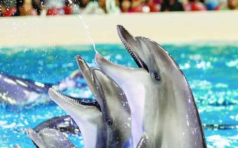 From Belek: Dolphin Show with Transfers - Leaving Belek without arranging your own transport