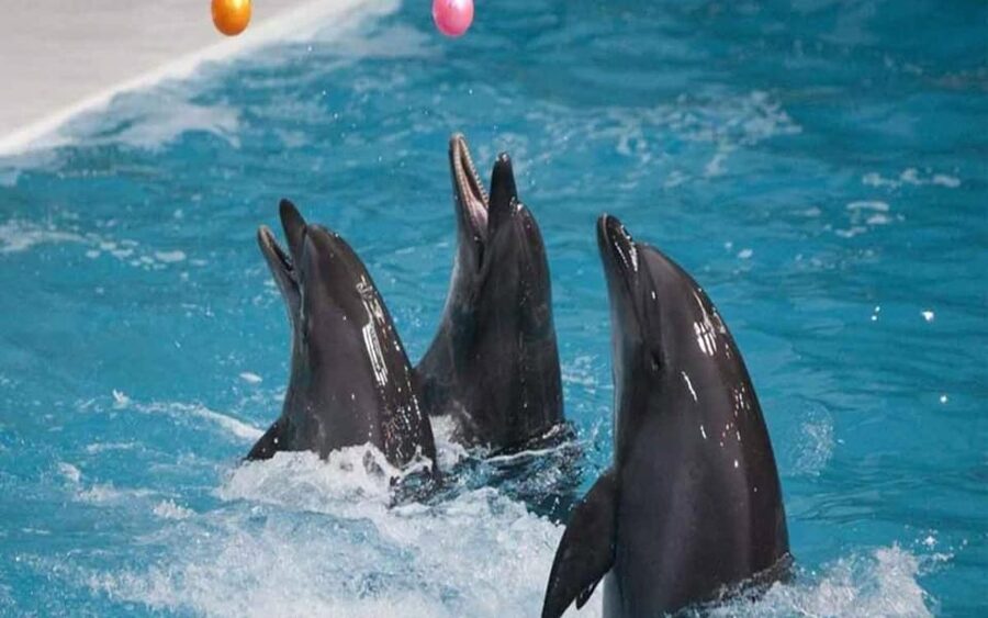 From Belek: Dolphin Show with Transfers - Who will enjoy this outing most