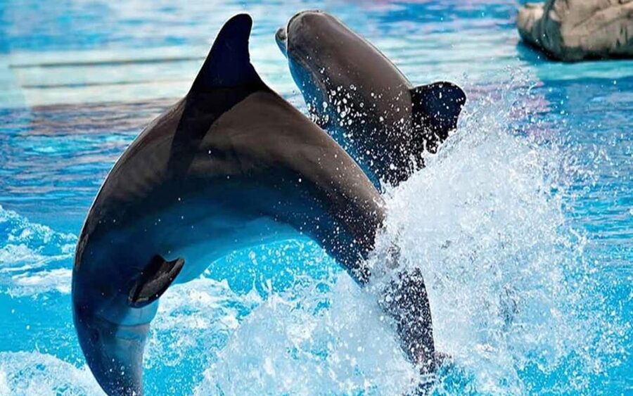 From Belek: Dolphin Show with Transfers - What I would want clarified before paying