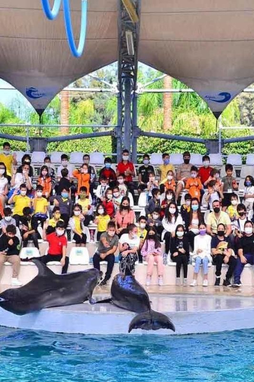 From Belek: Dolphin Show with Transfers - What happens inside the dolphin venue