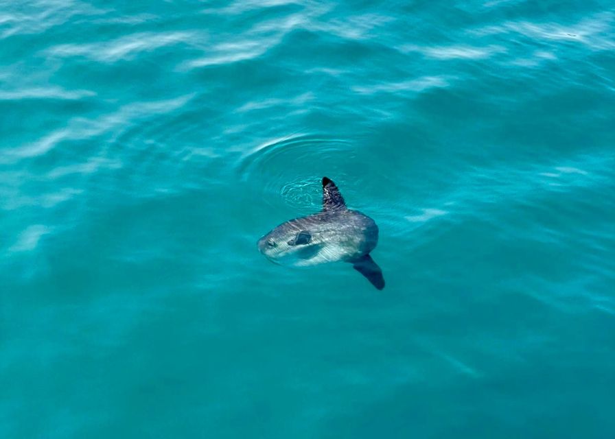 From Benalmádena & Torremolinos: Dolphin Watch Boat Trip - Simple preparation that makes the outing better