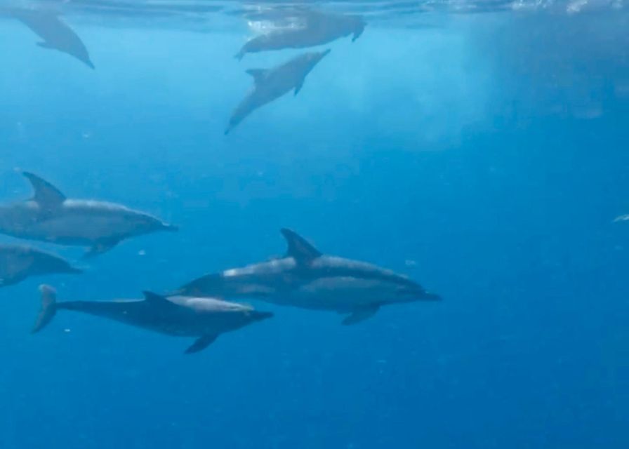 From Benalmádena & Torremolinos: Dolphin Watch Boat Trip - The 30-minute wildlife search