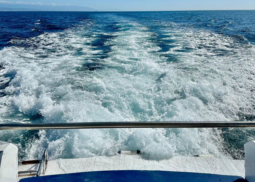 From Benalmádena & Torremolinos: Dolphin Watch Boat Trip - The short cruise and possible swim
