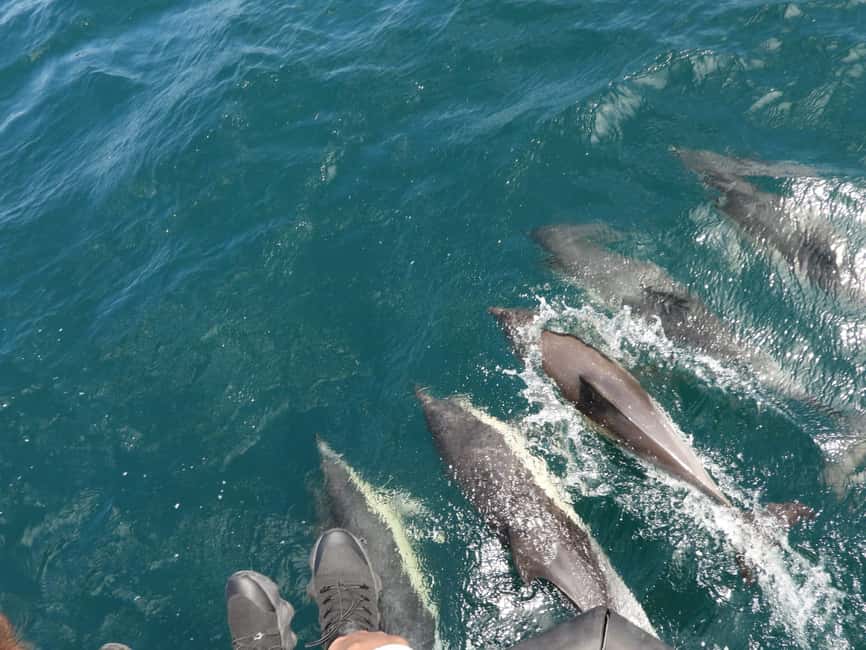 From Cádiz Bay: Tarifa Dolphin Watching Tour - Why this Cádiz to Tarifa trip works well